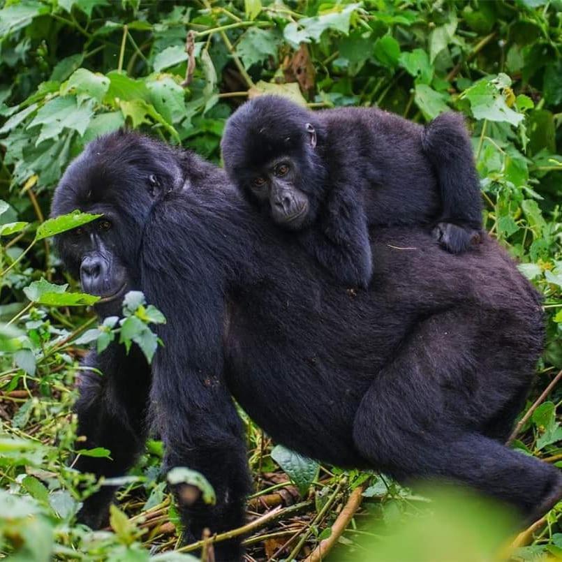 Gorilla Hills Eco-Lodge Kisoro Ngoại thất bức ảnh